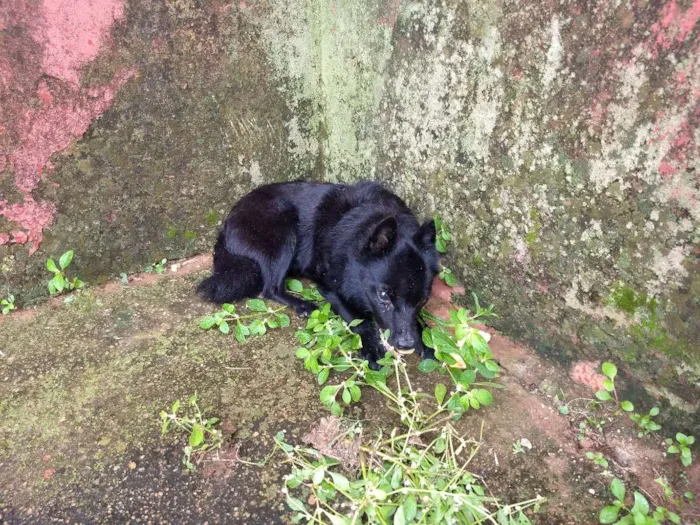 Cachorro ra a Não sei idade 2 anos nome Não sei