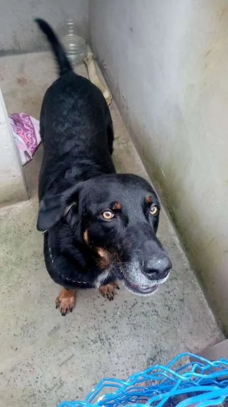 Cachorro ra a SRD idade 3 anos nome Átila