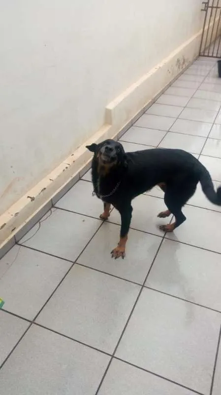Cachorro ra a SRD idade 3 anos nome Átila