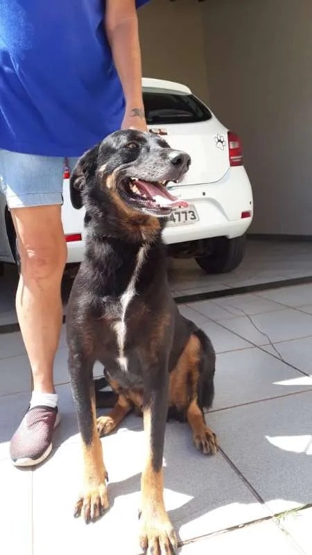 Cachorro ra a SRD idade 3 anos nome Átila
