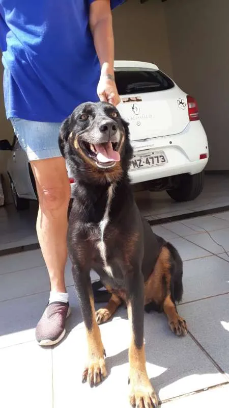 Cachorro ra a SRD idade 3 anos nome Átila