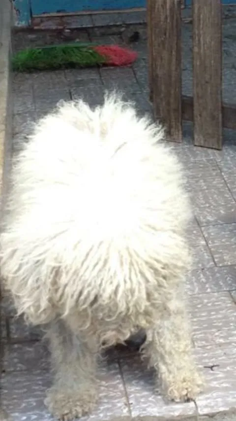 Cachorro ra a PUDOL idade 1 ano nome SUZI