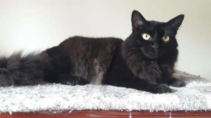 Gato ra a SRD idade 2 anos nome Sabrina