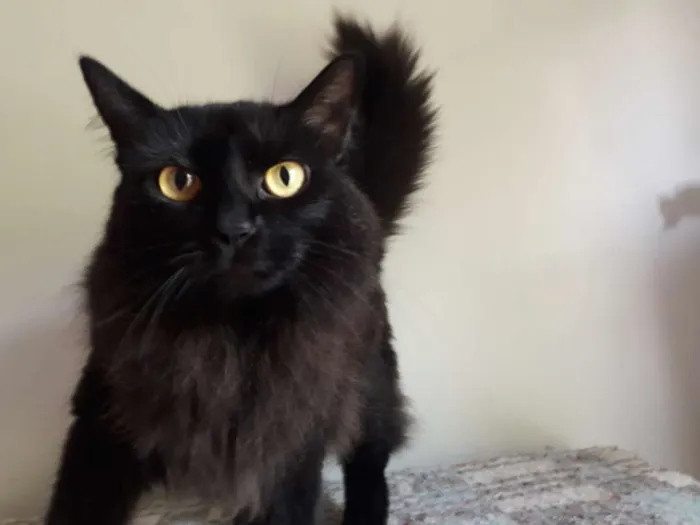 Gato ra a SRD idade 2 anos nome Sabrina