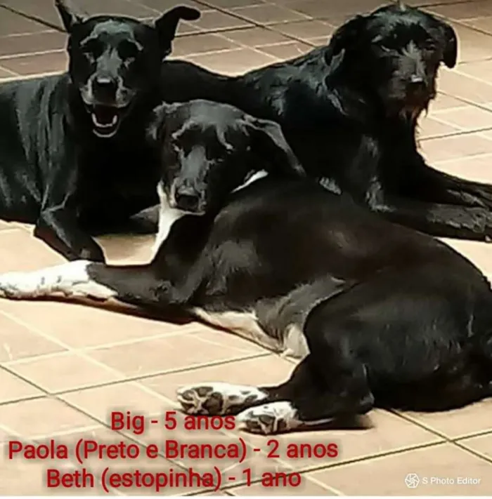 Cachorro ra a SRD idade 6 ou mais anos nome BIG
