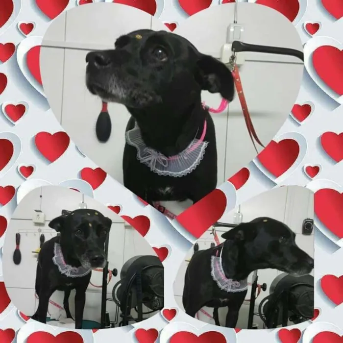 Cachorro ra a SRD idade 6 ou mais anos nome BIG