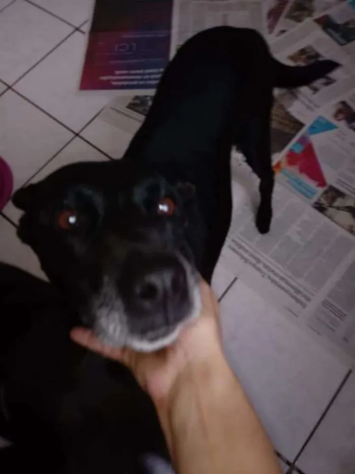 Cachorro ra a SRD idade 6 ou mais anos nome BIG