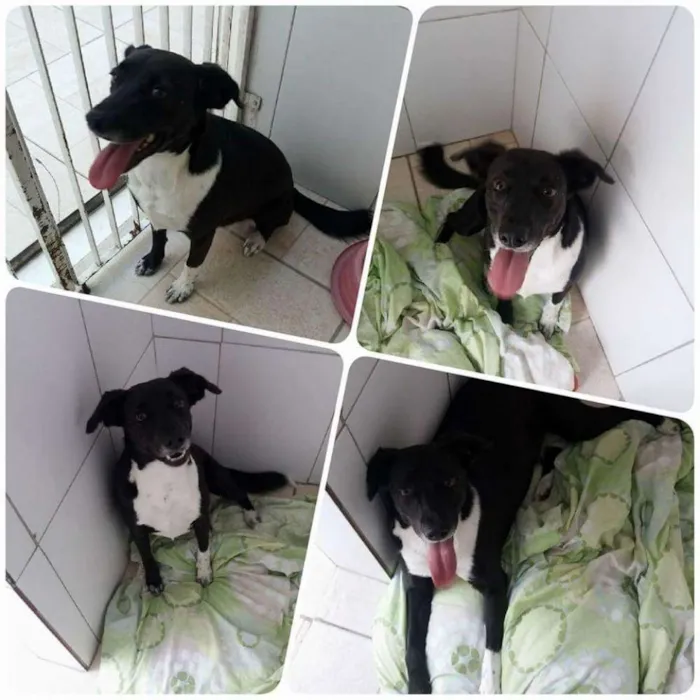 Cachorro ra a SRD idade 2 anos nome PAOLA