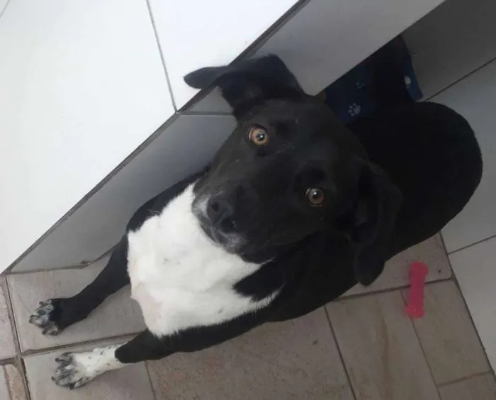 Cachorro ra a SRD idade 2 anos nome PAOLA