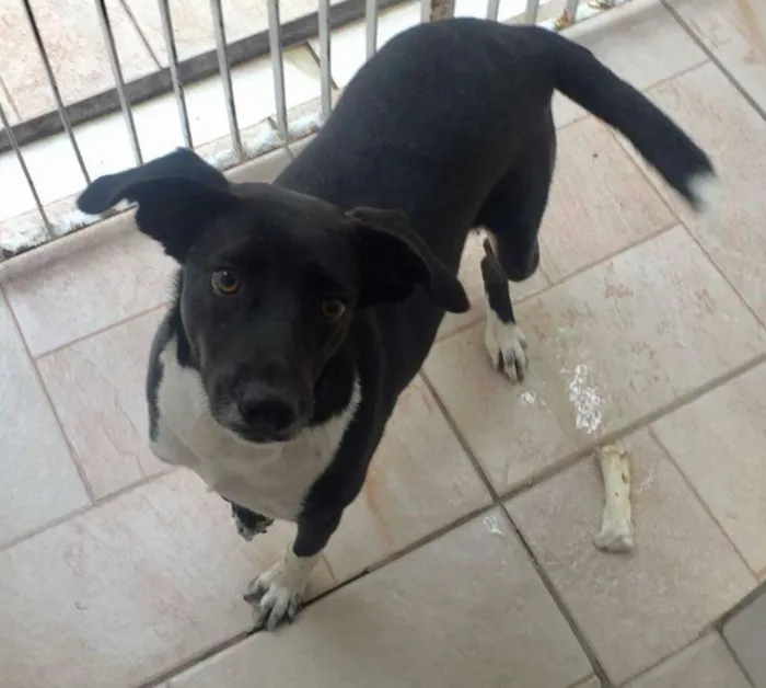 Cachorro ra a SRD idade 2 anos nome PAOLA