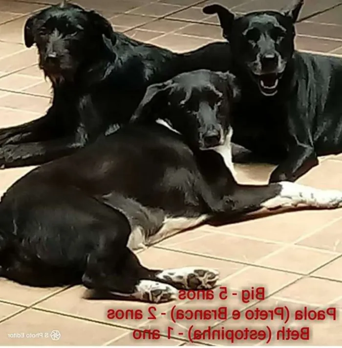 Cachorro ra a SRD idade 2 anos nome PAOLA