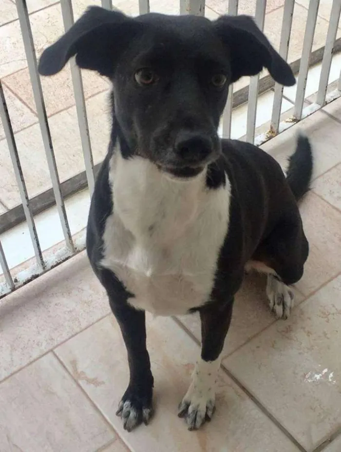 Cachorro ra a SRD idade 2 anos nome PAOLA