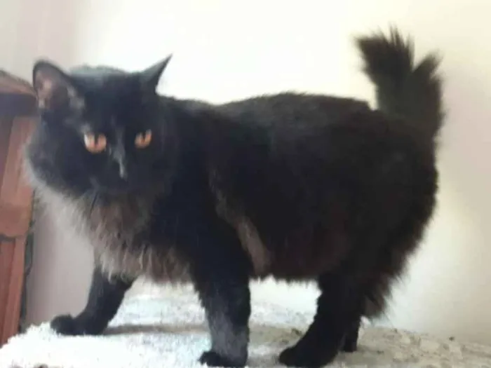 Gato ra a SRD idade 2 anos nome Sabrina