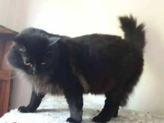 Gato ra a SRD idade 2 anos nome Sabrina
