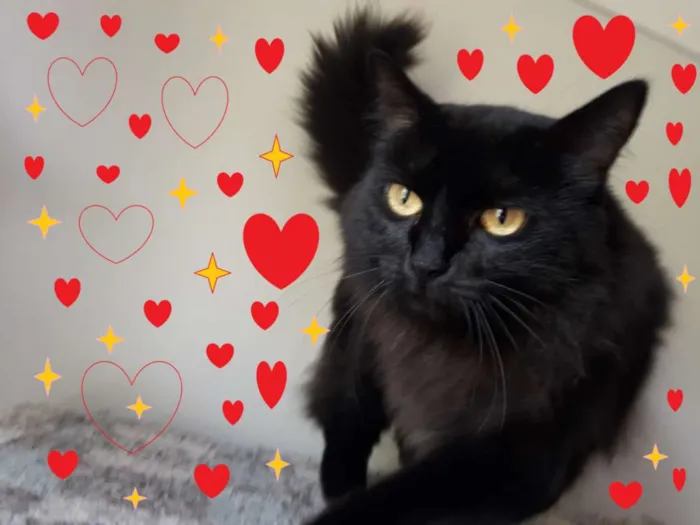 Gato ra a SRD idade 2 anos nome Sabrina