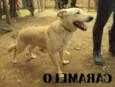 Caramelo