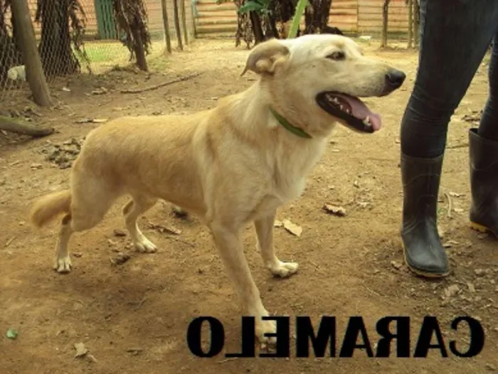 Cachorro raça SRD idade 5 anos nome Caramelo
