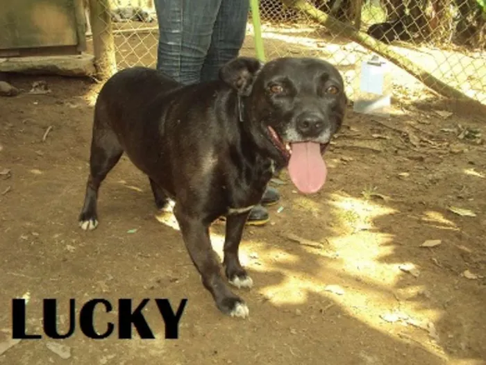 Cachorro ra a srd idade 5 anos nome Lucky