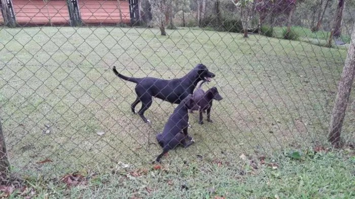Cachorro ra a srd idade 7 a 11 meses nome Petrus e Leonas