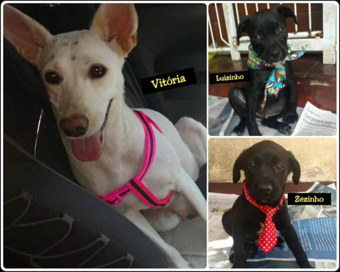Cachorro ra a srd idade 1 ano nome Vitória