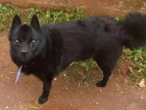 Cachorro raça Não sei idade 2 anos nome Não sei