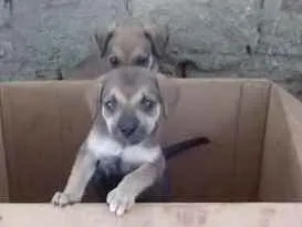 Cachorro raça SRD idade Abaixo de 2 meses nome Tita