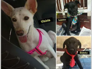 Cachorro raça srd idade 2 a 6 meses nome Zezinho e Luizinho