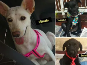 Cachorro raça srd idade 1 ano nome Vitória