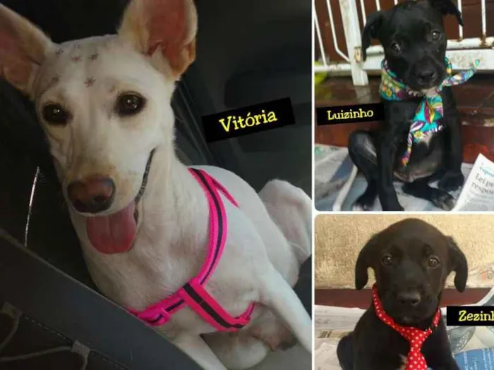Cachorro ra a srd idade 1 ano nome Vitória