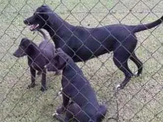 Cachorro ra a srd idade 7 a 11 meses nome Petrus e Leonas
