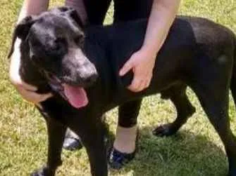 Cachorro raça srd idade 4 anos nome Kira