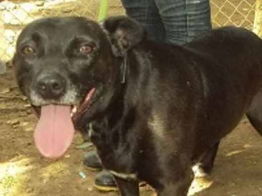 Cachorro ra a srd idade 5 anos nome Lucky
