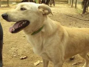 Cachorro raça SRD idade 5 anos nome Caramelo