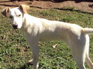 Cachorro raça srd idade 5 anos nome Bóris
