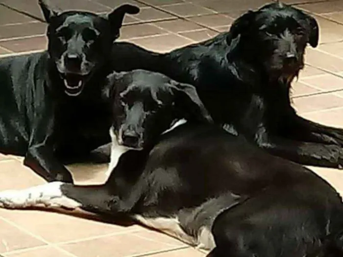 Cachorro ra a SRD idade 2 anos nome PAOLA