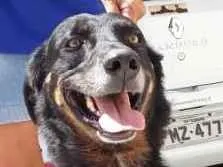 Cachorro raça SRD idade 3 anos nome Átila