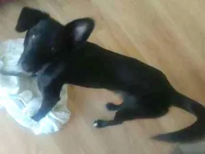 Cachorro raça Sem raça idade 1 ano nome Sem nome