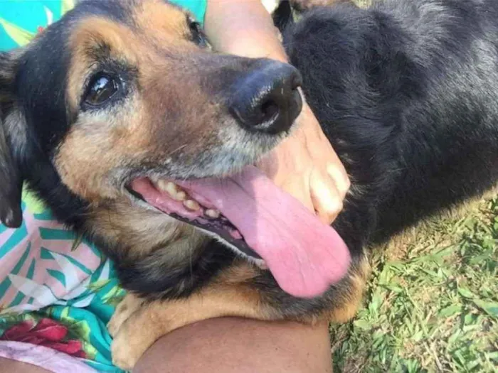 Cachorro ra a SRD idade 6 ou mais anos nome LUPPY