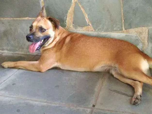 Cachorro ra a Srd idade 1 ano nome Marmita