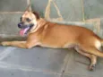 Marmita