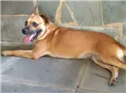 Cachorro raça Srd idade 1 ano nome Marmita