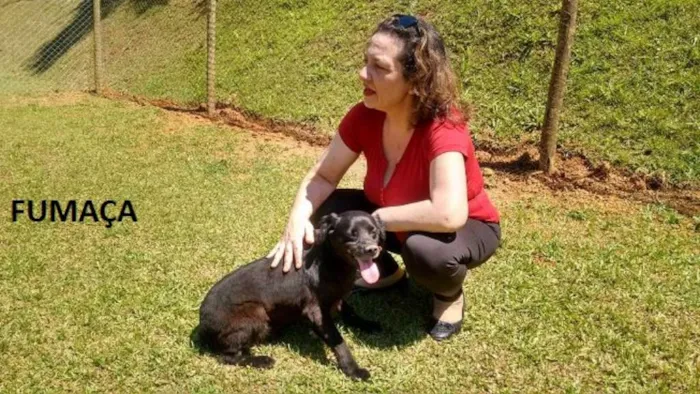 Cachorro ra a SRD idade 4 anos nome Fumaça