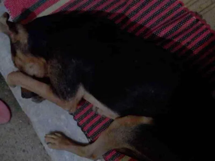Cachorro ra a Mistico idade 1 ano nome Tom