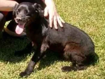 Cachorro ra a SRD idade 4 anos nome Fumaça