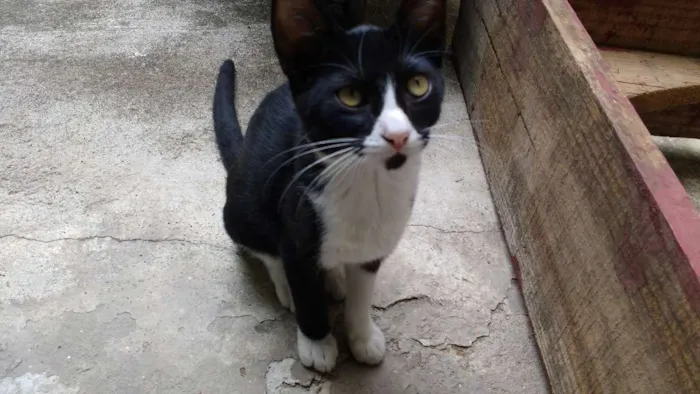 Gato ra a  idade 2 a 6 meses nome Menina