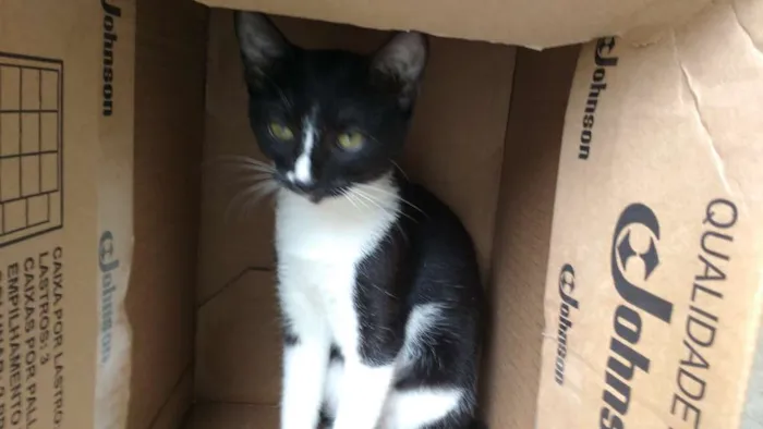 Gato ra a  idade 2 a 6 meses nome Menina