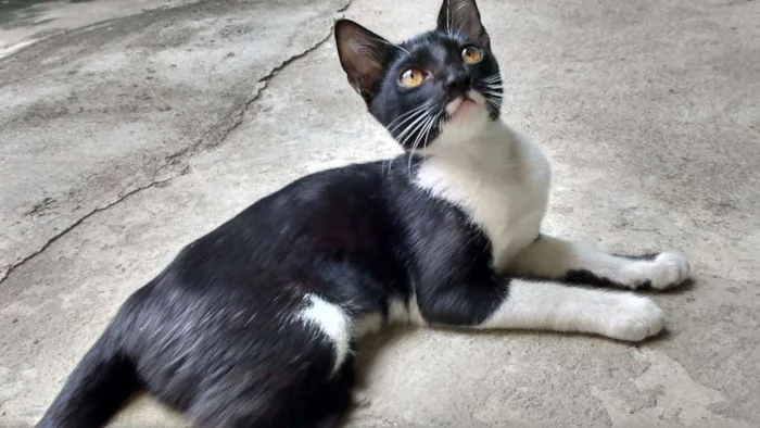Gato ra a  idade 2 a 6 meses nome Menina
