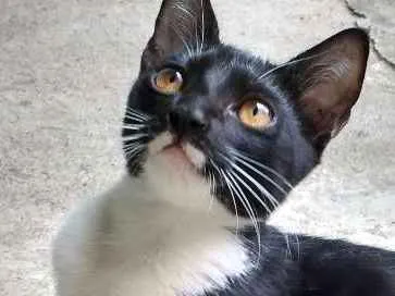 Gato ra a  idade 2 a 6 meses nome Menina