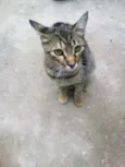 Miau