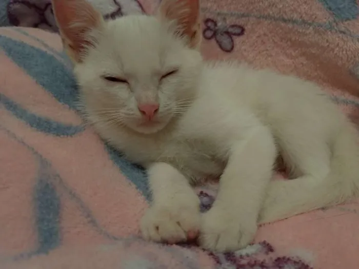 Gato ra a SRD idade 2 a 6 meses nome Maggie e Diana 